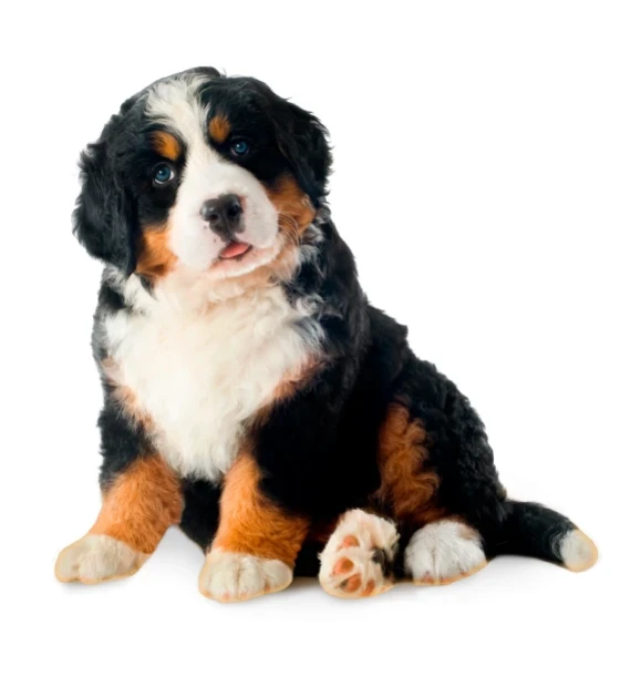 https://chespetfly.com/cache/large/product/36/RVRz8620b7s8qad8poVhZADxqrPPSscj8hNh3qgR.webp