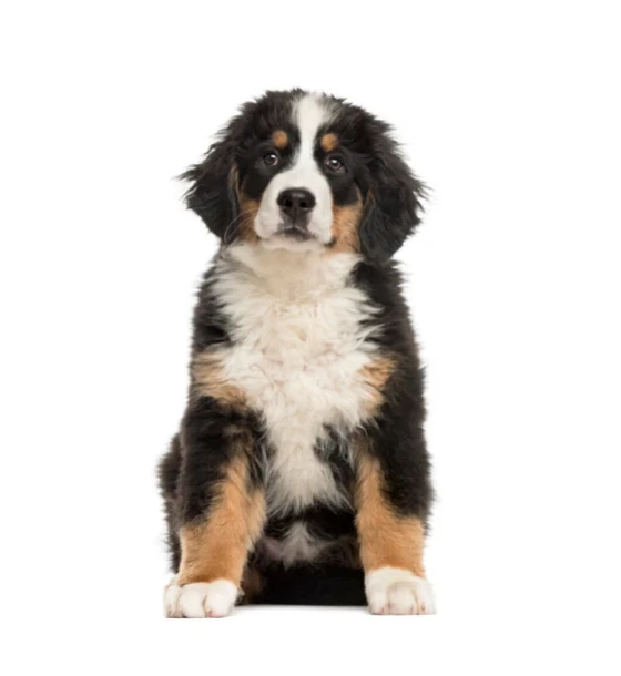 https://chespetfly.com/cache/large/product/36/rtCMeZcjYhOzCGhYAToDsPn0EhNfTSCy4bnTOjg0.webp